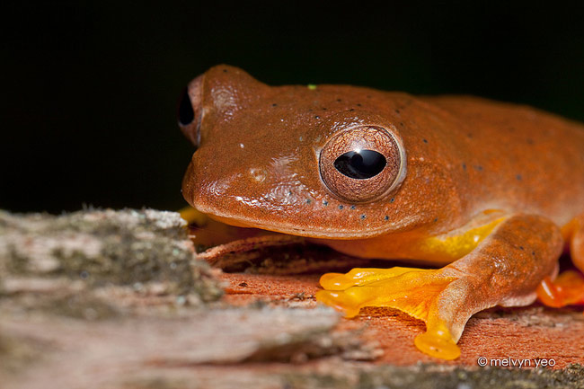 Sự thay đổi màu sắc này khiến ếch cây màng bơi đỏ nổi bật trong bóng tối.